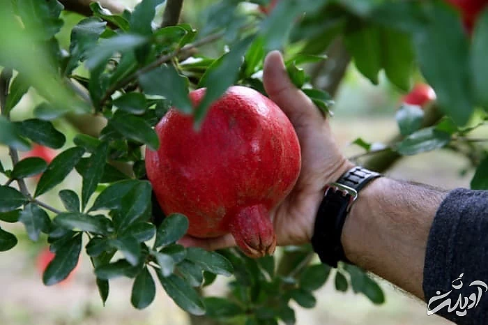 چیدن انار از درخت درخت انار